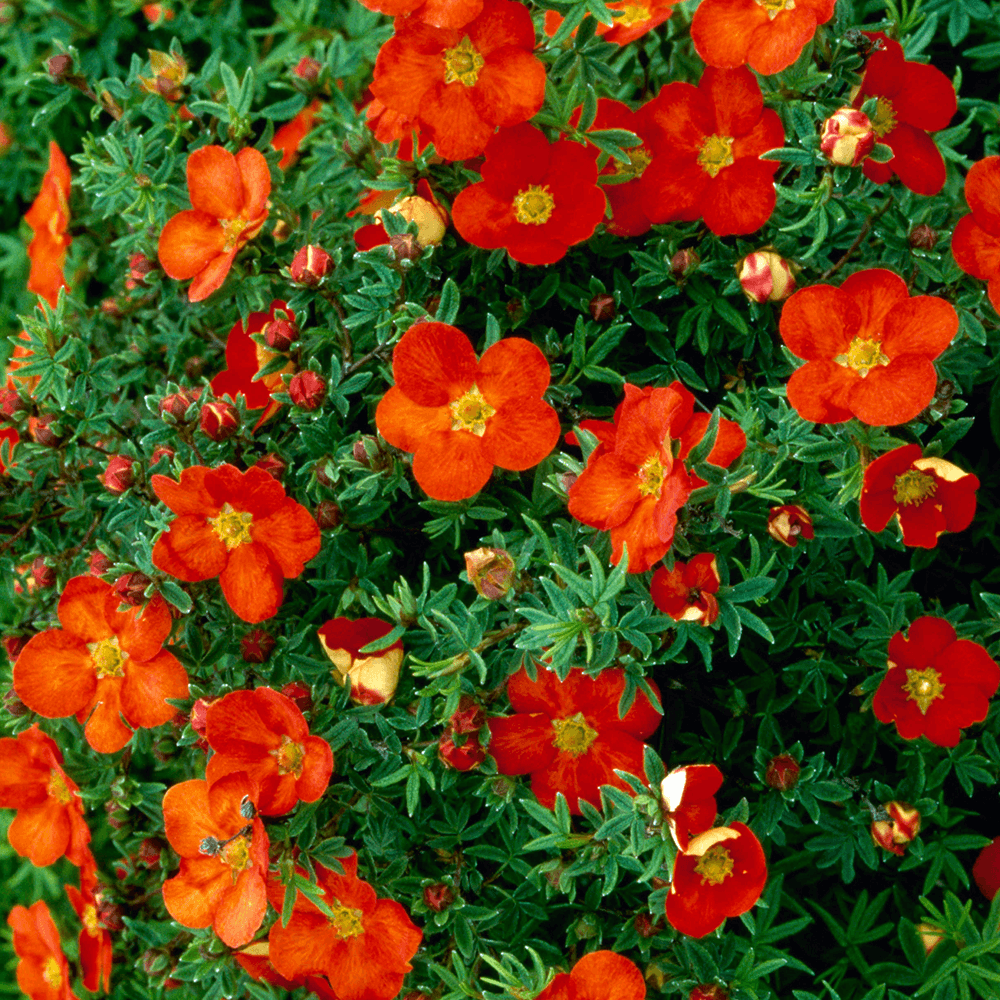 potentilla red robin