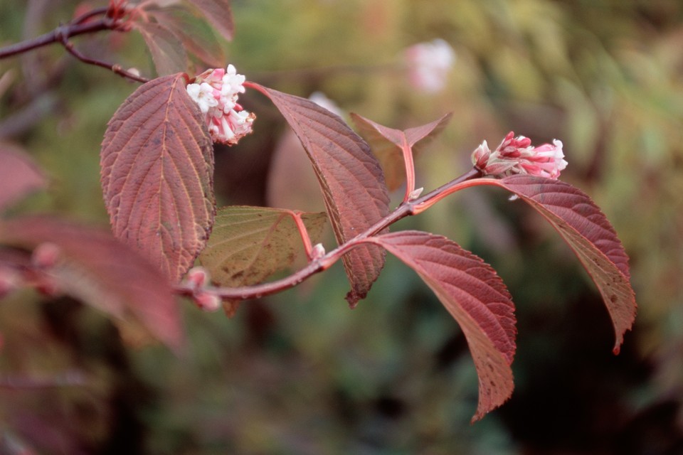 viburnum charles lamont