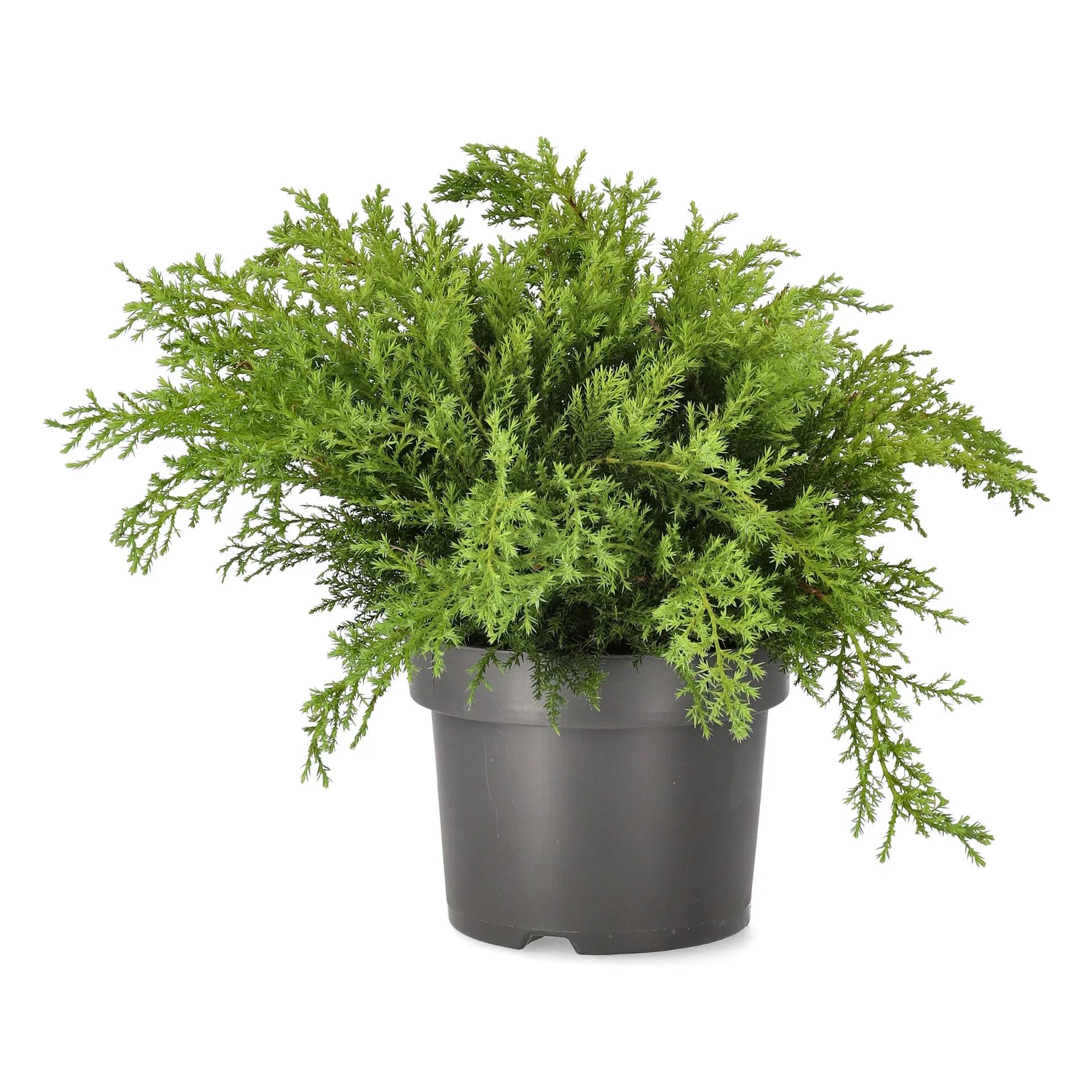 Juniperus pf. Pfitzeriana Compacta