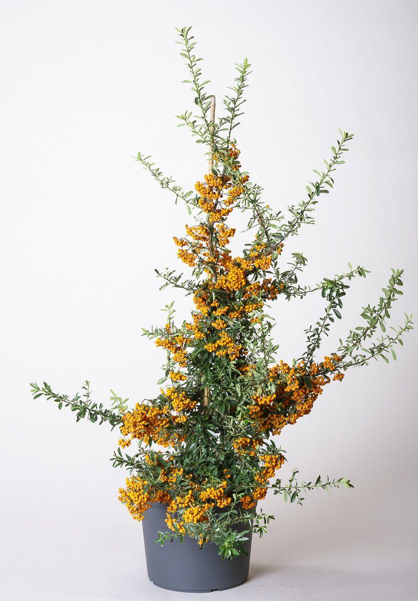 Pyracantha Orange Charmer 2