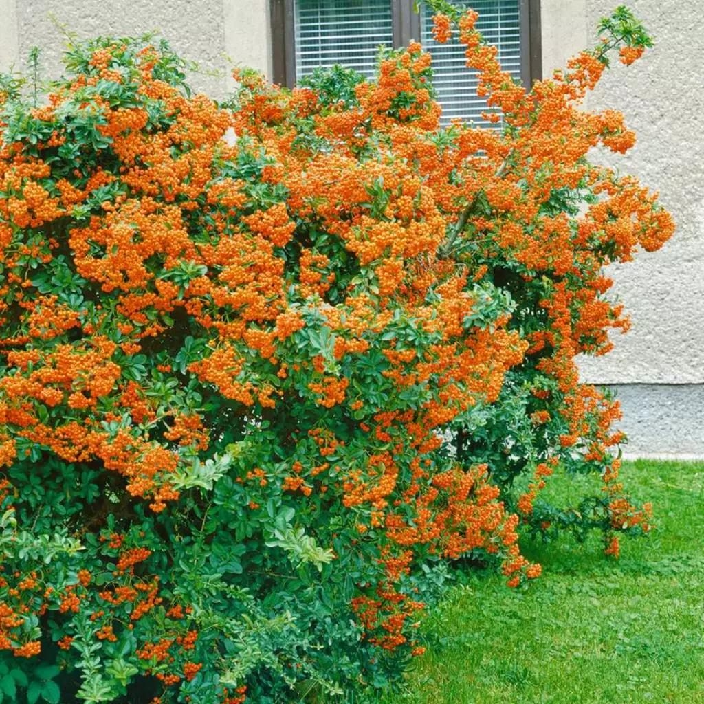 Pyracantha Orange Charmer 3