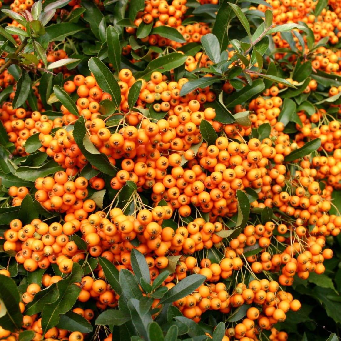 Pyracantha Orange Charmer