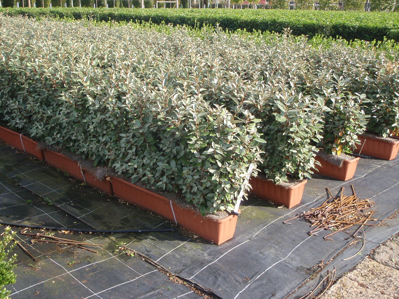 eleagnus ebbingei compacta 1