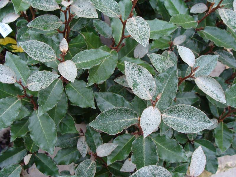 eleagnus ebbingei compacta 2