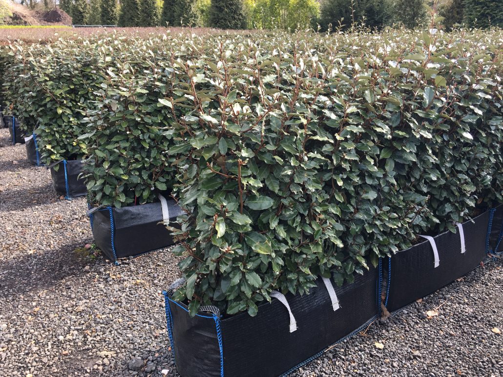 eleagnus ebbingei compacta 3