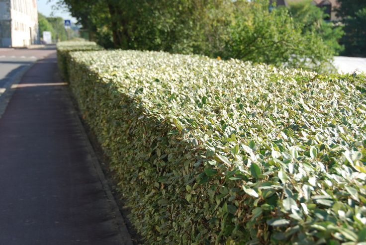 eleagnus ebbingei compacta 4
