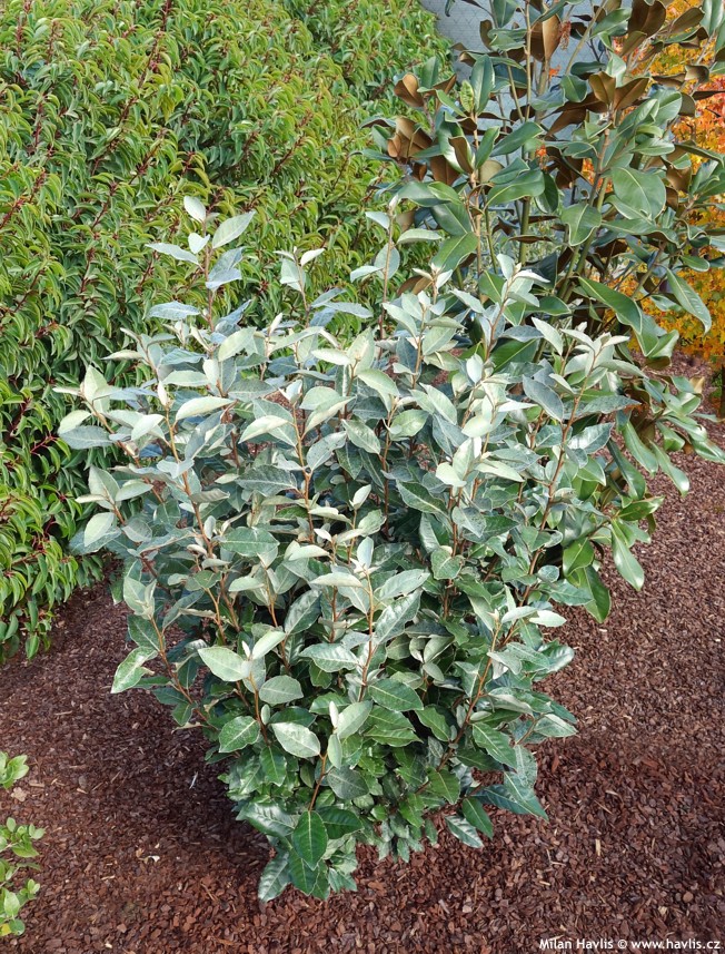 eleagnus ebbingei compacta