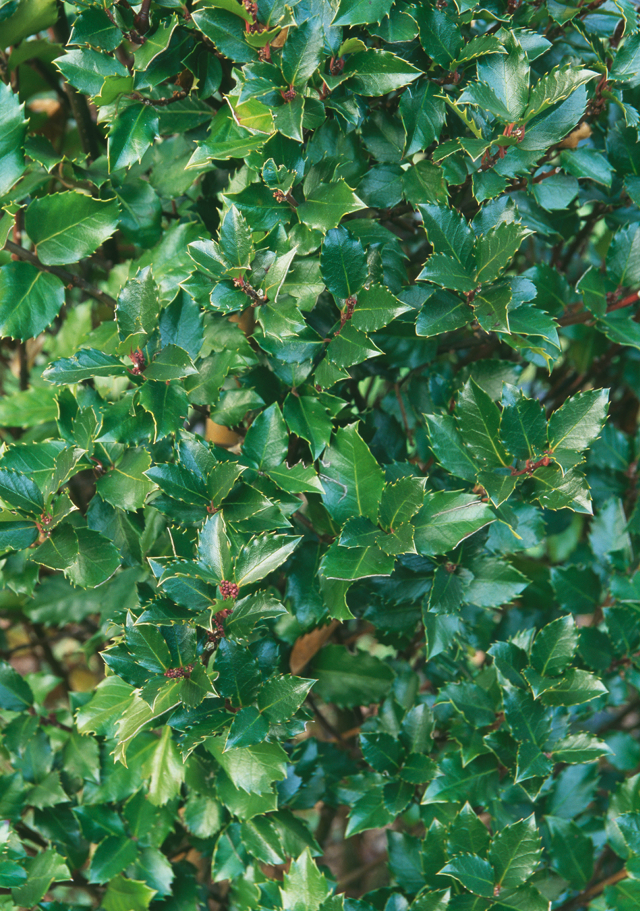 ilex blue prince 1