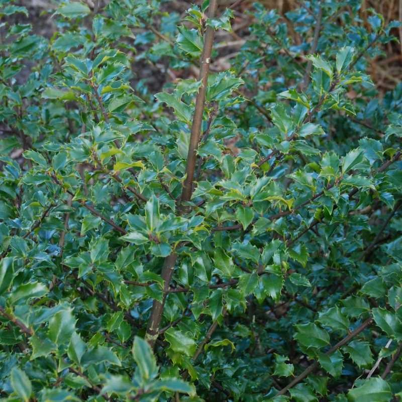ilex blue prince 2
