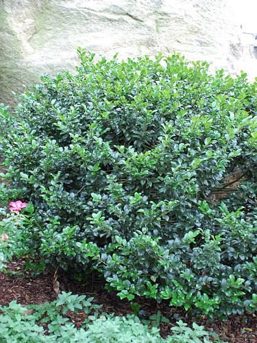 ilex blue prince 3