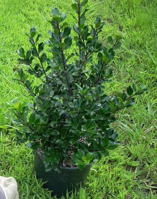 ilex blue prince 4
