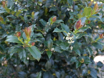 ilex blue prince