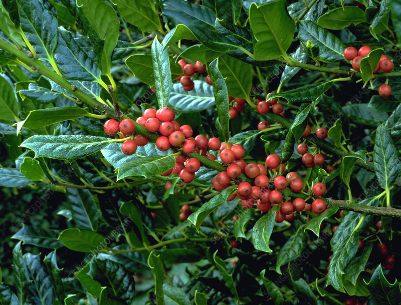 Ilex Nellie R Stevens