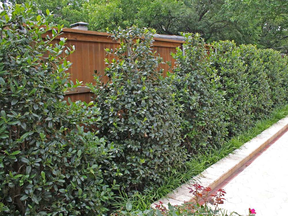 ilex nellie r stevens 3