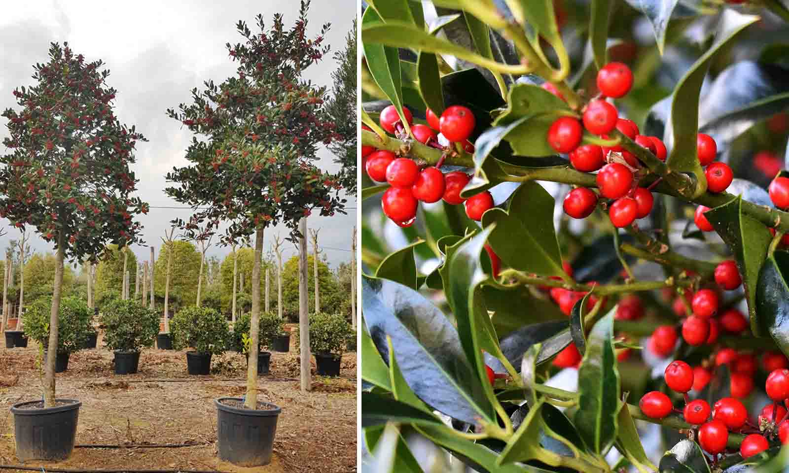 ilex nellie r stevens