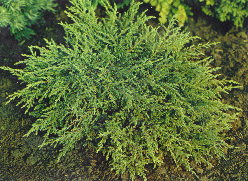 juniperus communis repanda 1