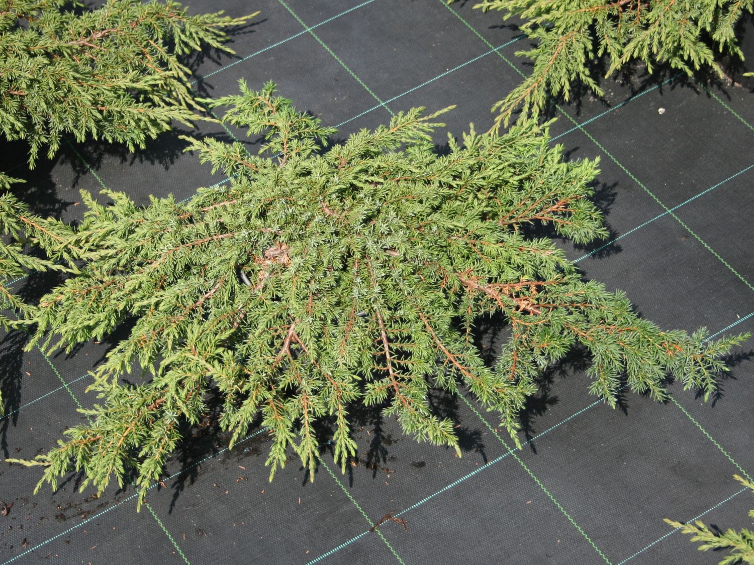 juniperus communis repanda 2