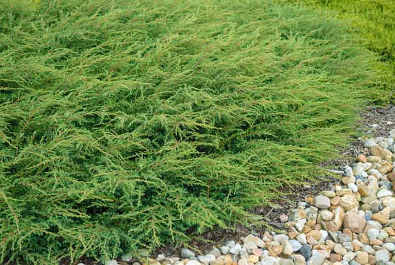 juniperus communis repanda