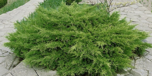 juniperus pfitzeriana pfitzeriana compacta 1