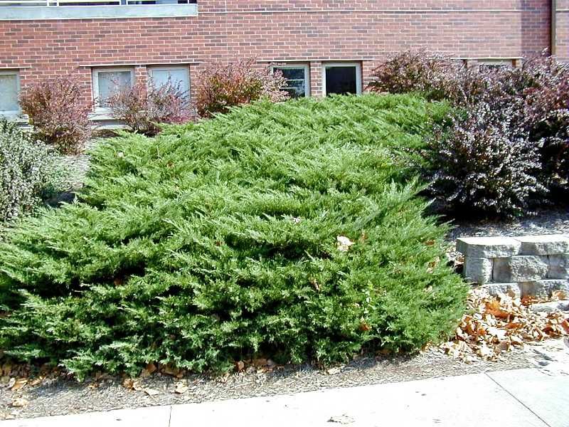 juniperus pfitzeriana pfitzeriana compacta