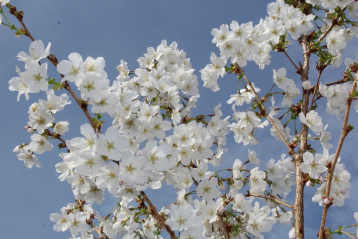 prunus nipponica brilliant 1