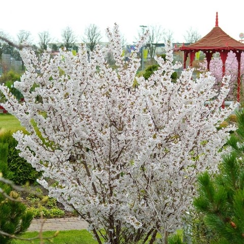 prunus nipponica brilliant 2