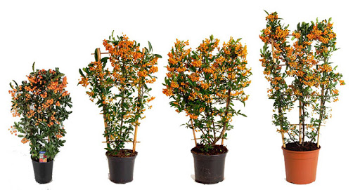 pyracantha orange charmer 1