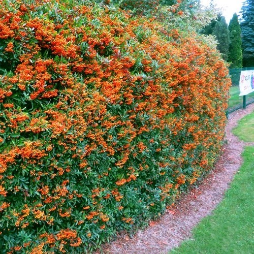 pyracantha orange charmer 2
