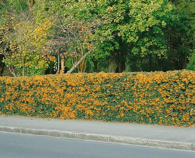 pyracantha teton 1