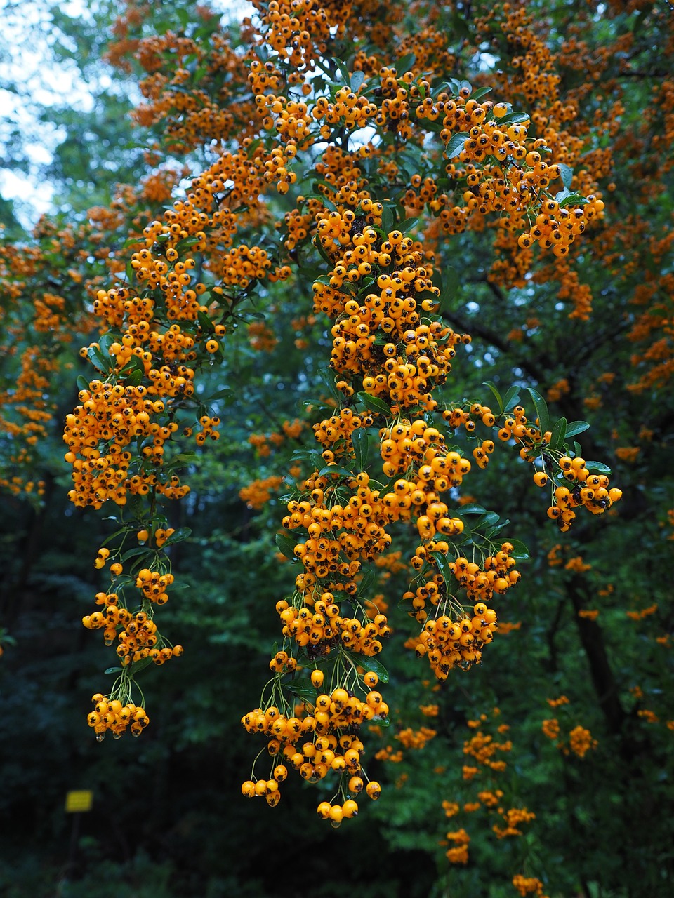 pyracantha teton