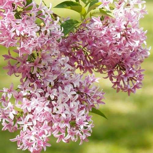 syringa california rose 1