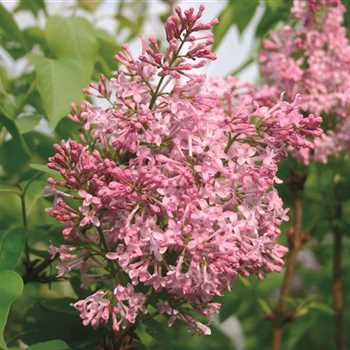 syringa california rose