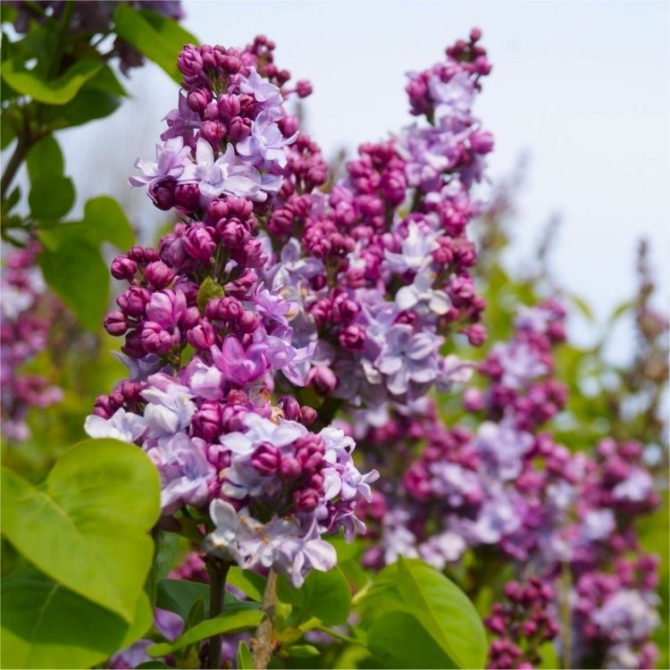 syringa katherine havemeyer 1