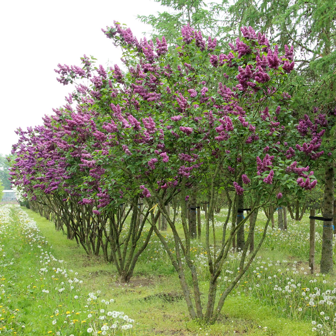 syringa katherine havemeyer 2