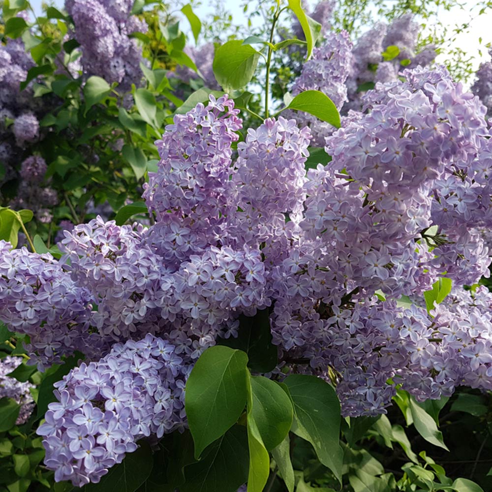 syringa katherine havemeyer