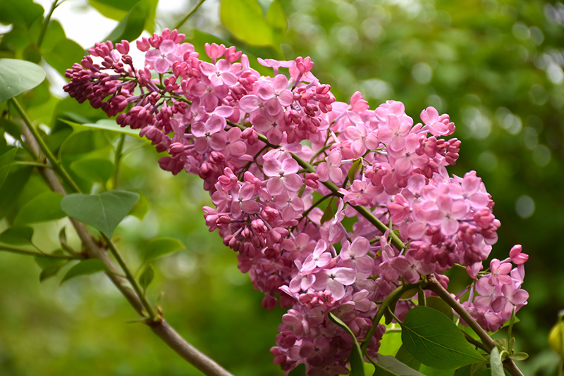 syringa maiden's blush 1