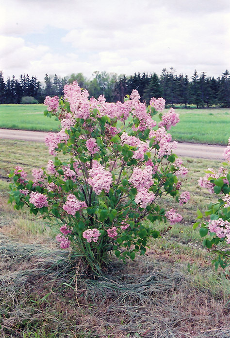 syringa maiden's blush 2