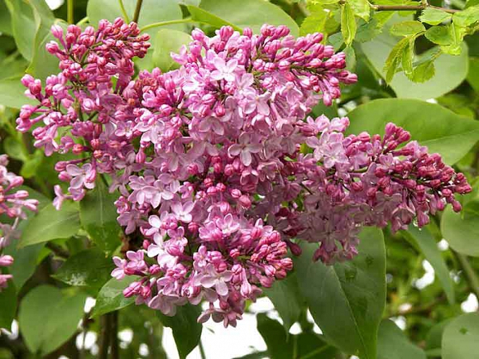 syringa maiden's blush