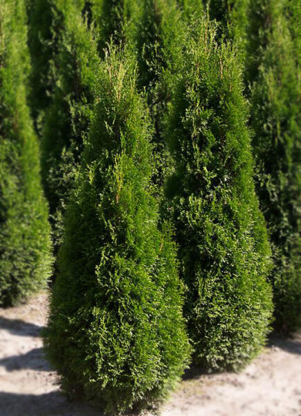 thuja pyramidalis compacta 1
