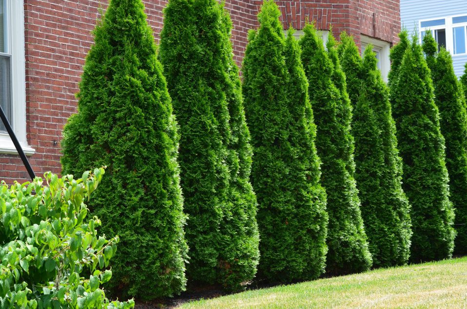 thuja pyramidalis compacta 2