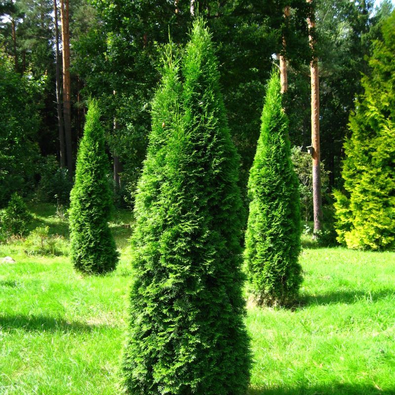 thuja pyramidalis compacta 3