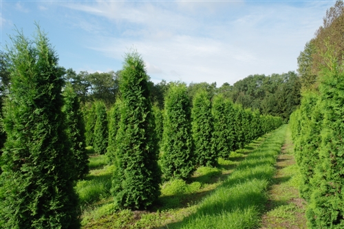 thuja pyramidalis compacta