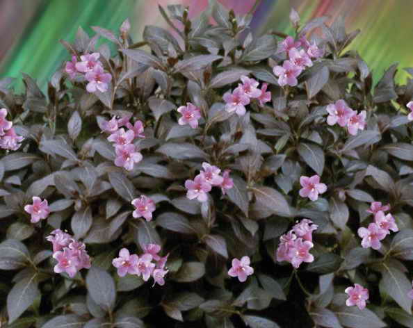 weigela elvera 2