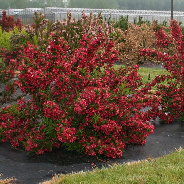 weigela nain rouge 1