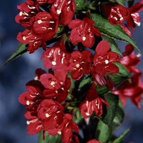 weigela nain rouge 2