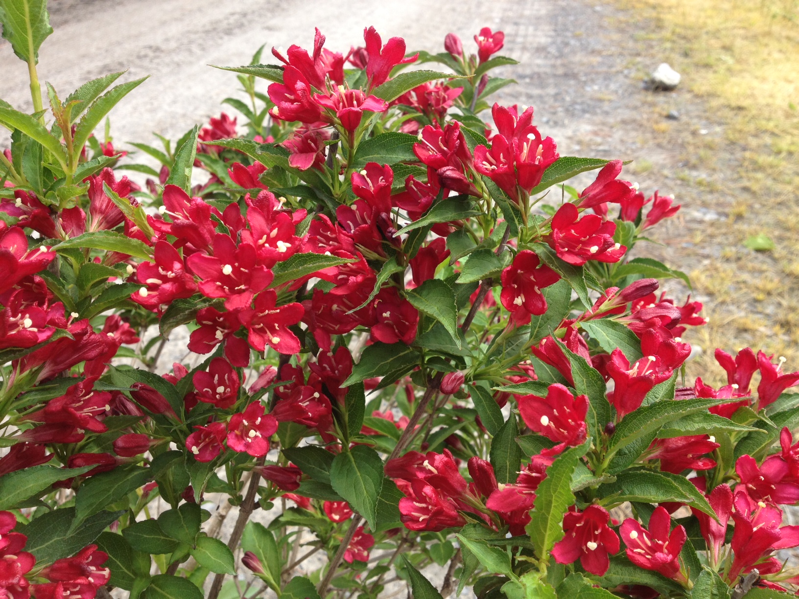 weigela nain rouge