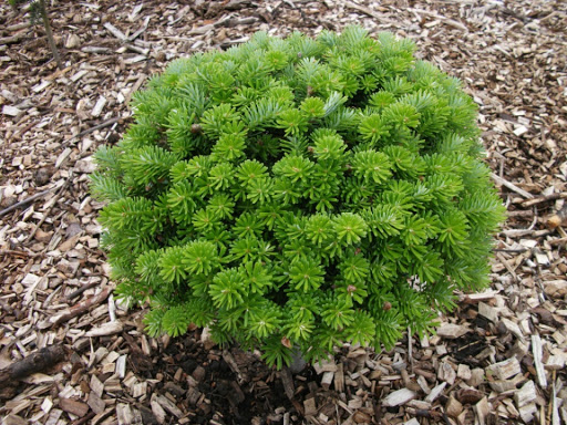 Abies koreana brilliant 1