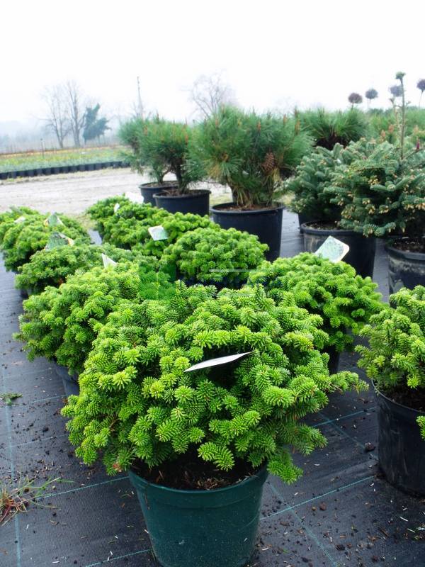Abies koreana brilliant 2