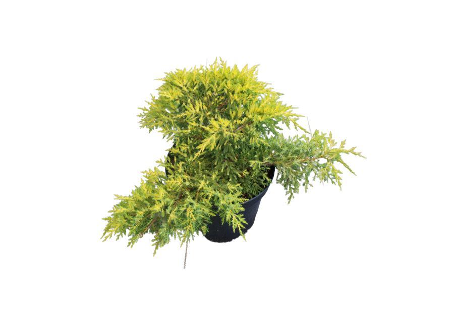 Juniperus pfitzeriana Gold Star