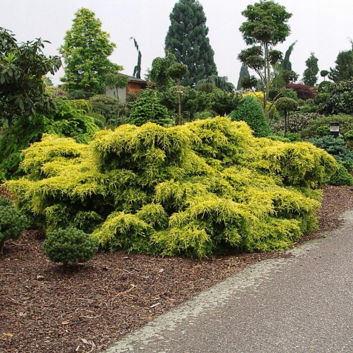 Juniperus pfitzeriana Gold Star 2